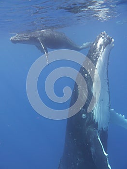 Baleine ÃÂ  bosses whale photo